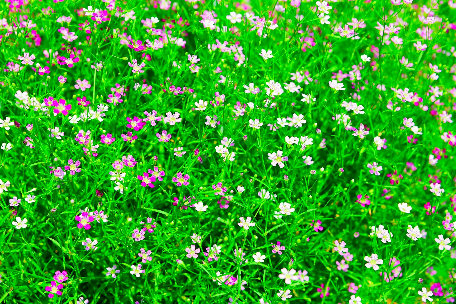 Газонная трава с цветами