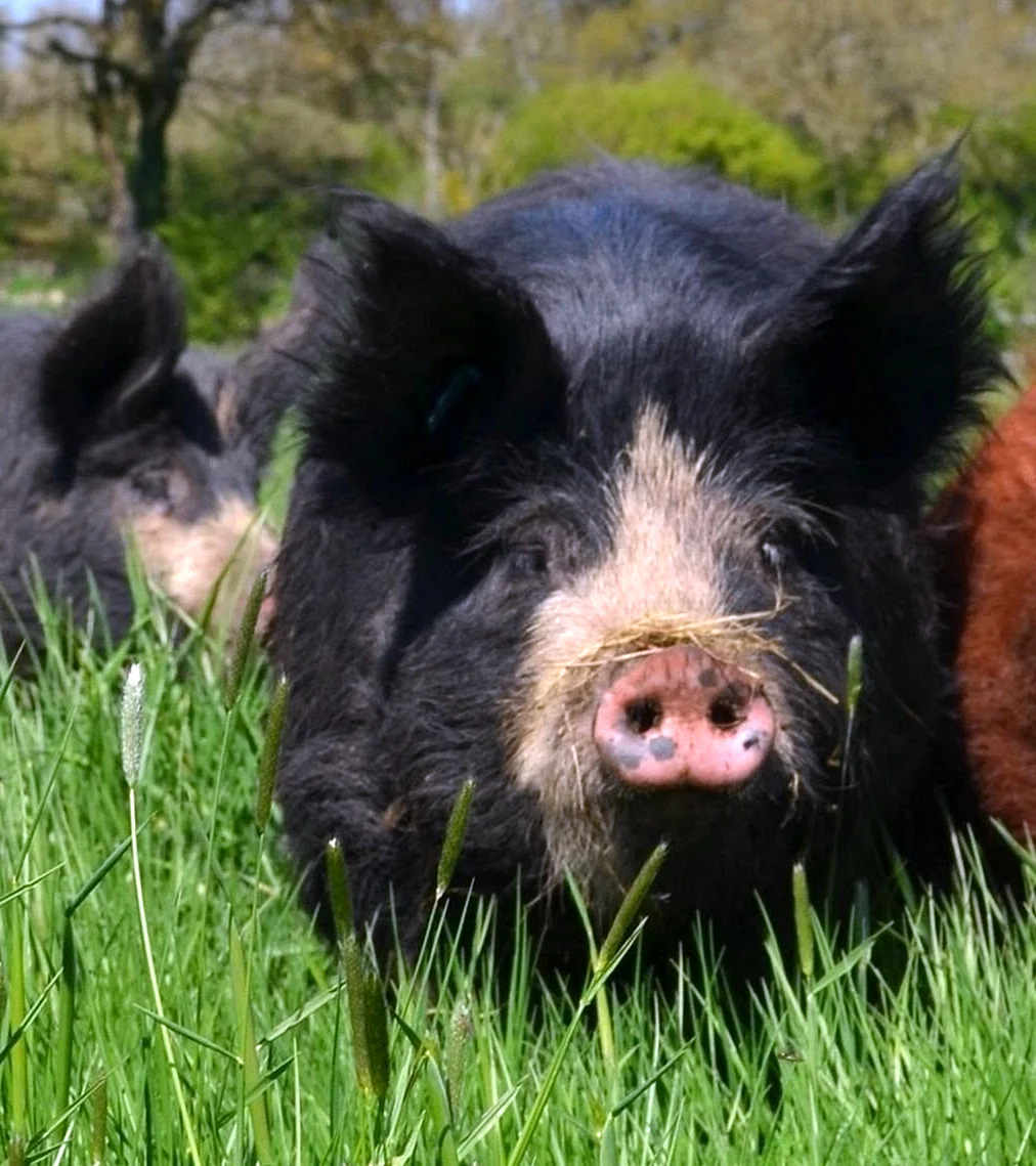 Гемпширская порода свиней