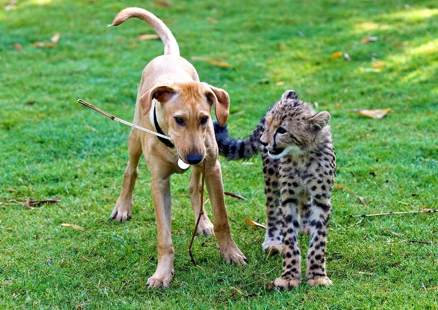 Гепард и гончие собаки