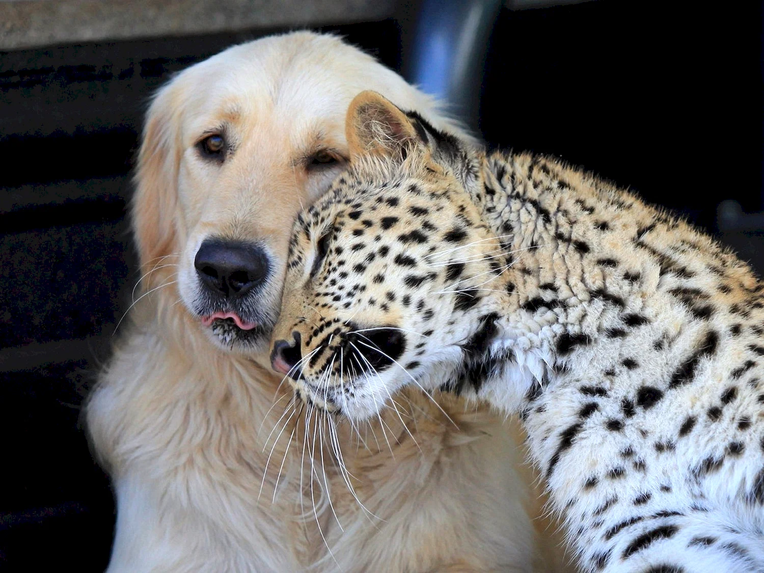 Гепард и собака