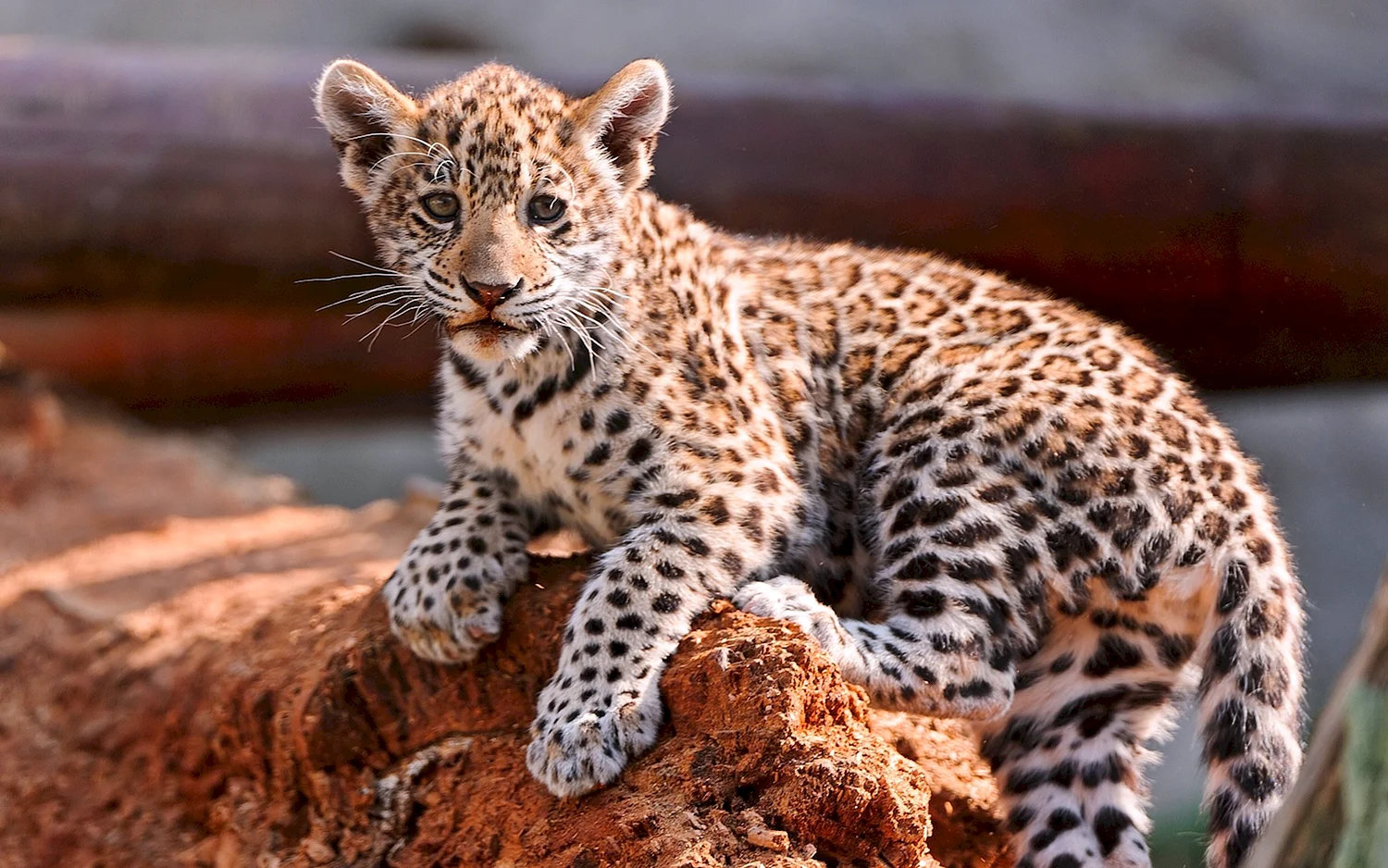 Гепард леопард Ягуар