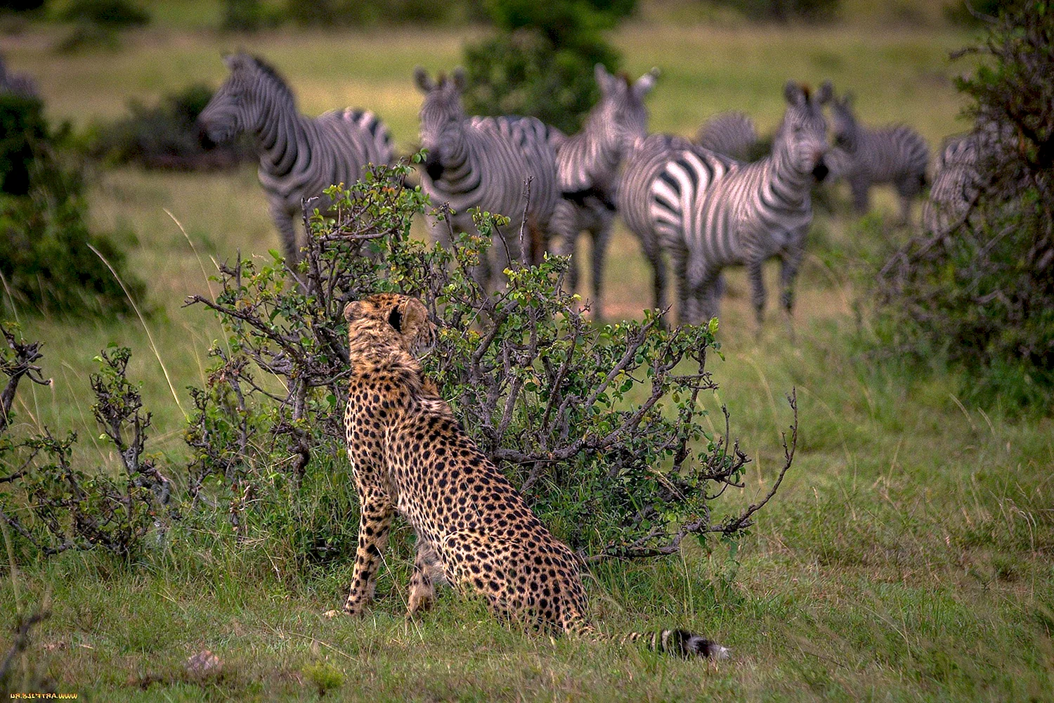 Гепарды в саванне Африки