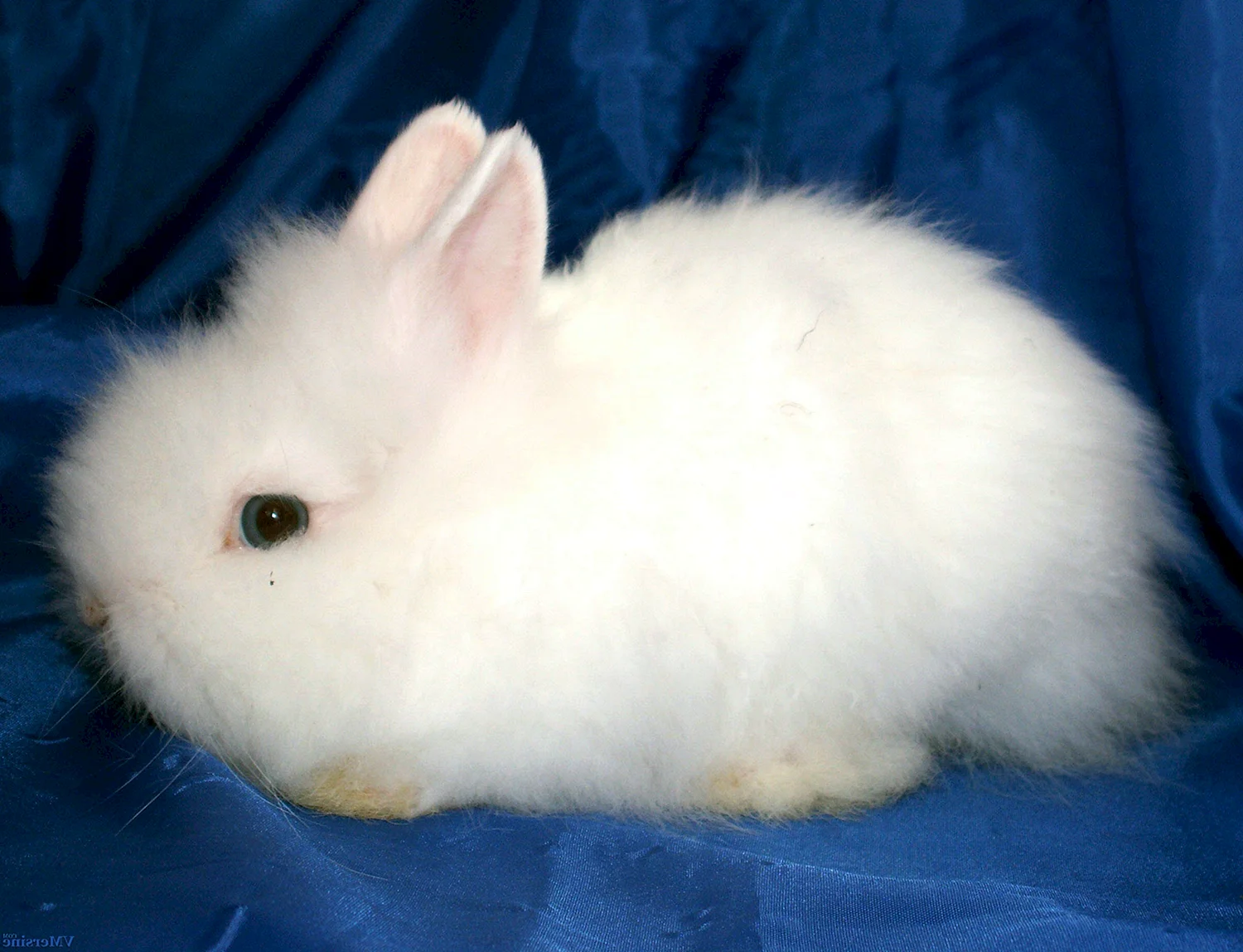 Гермелин ангорский карликовый кролик