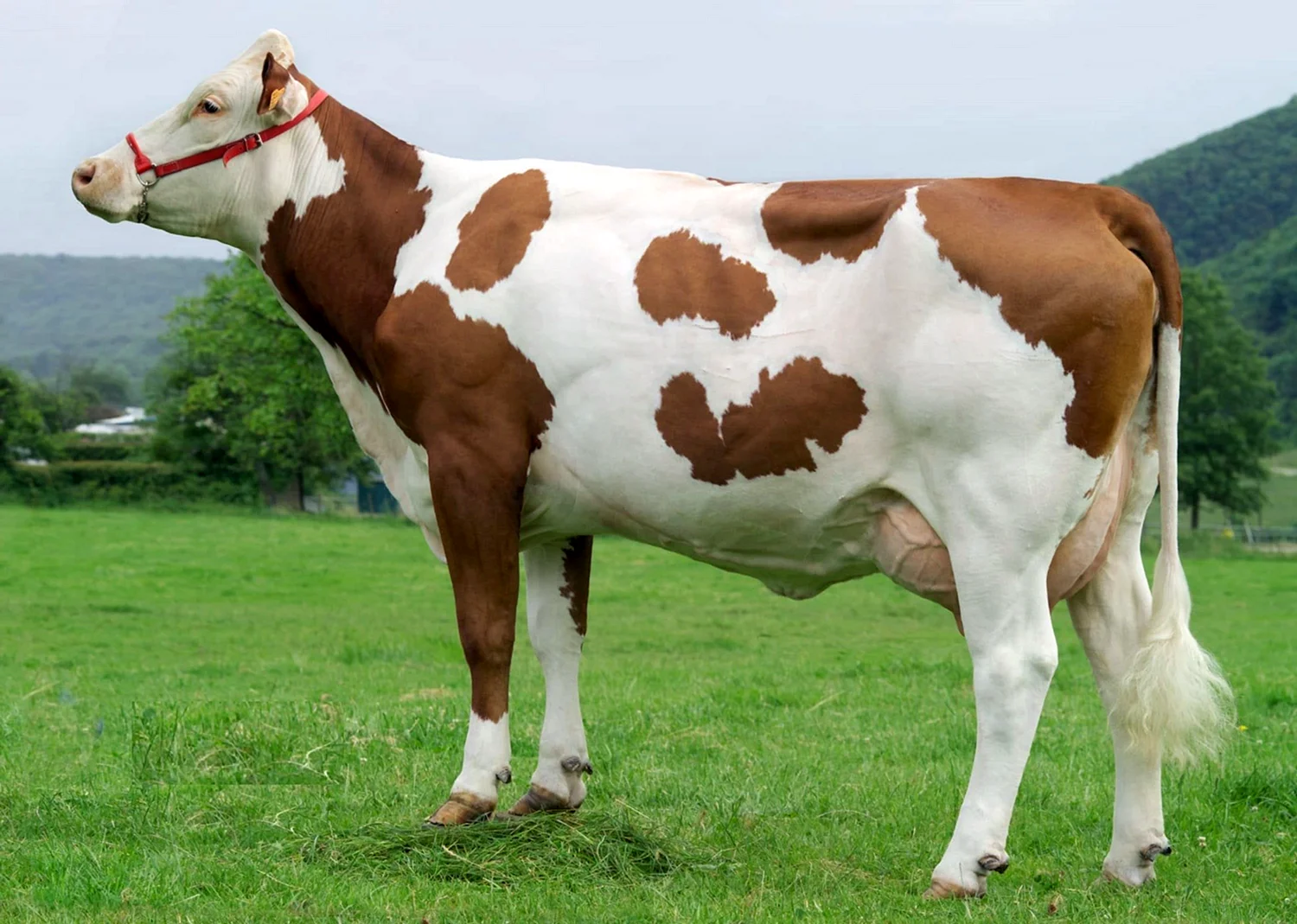 Гернзейская порода коров