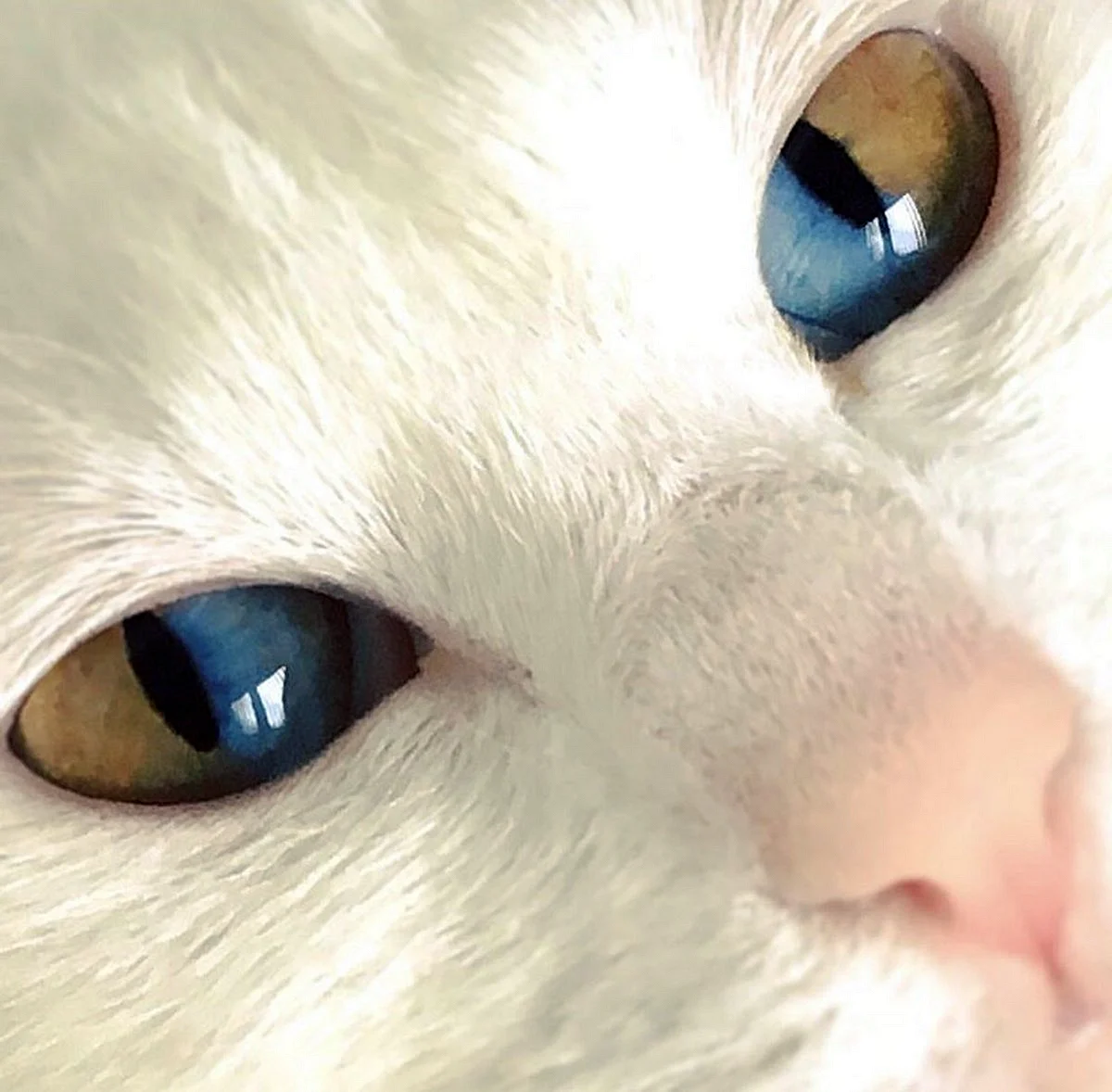 Гетерохромия глаз у кошек