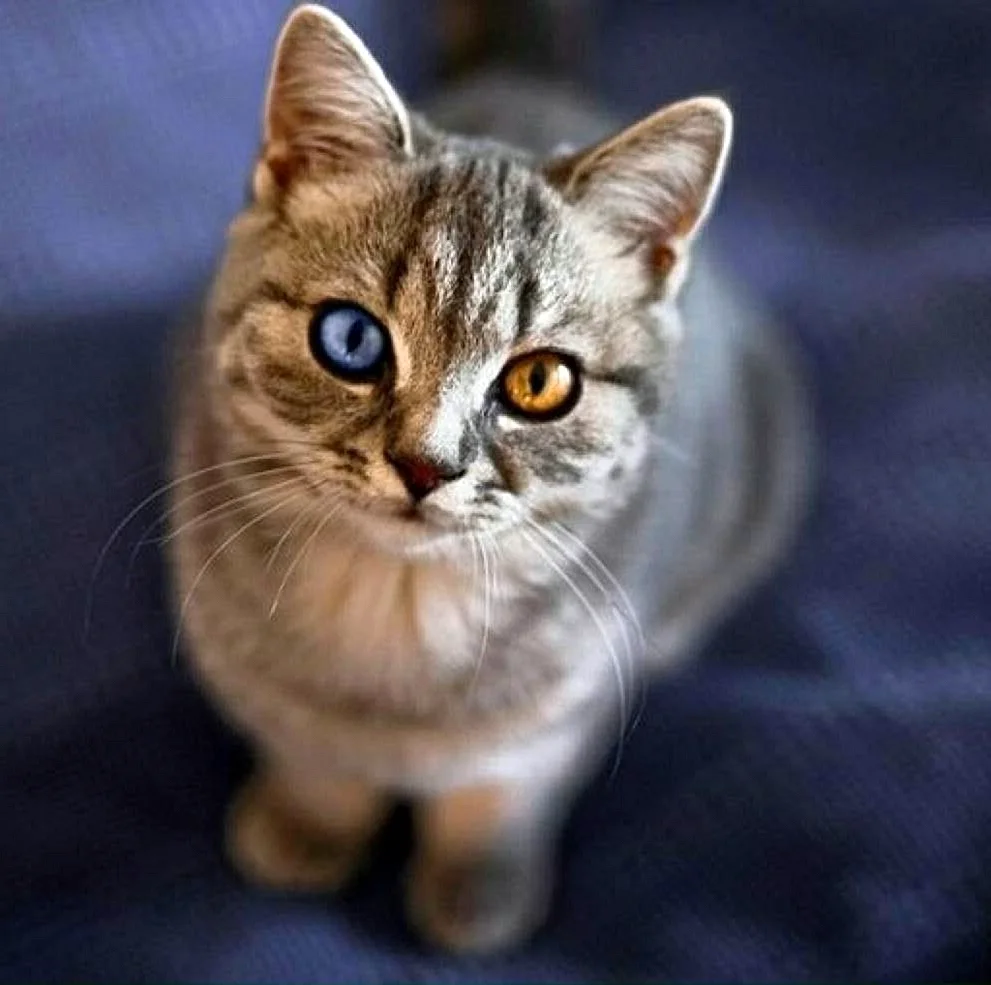 Гетерохромия глаз у кошек