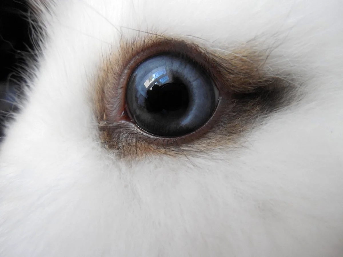 Гетерохромия глаз у кроликов