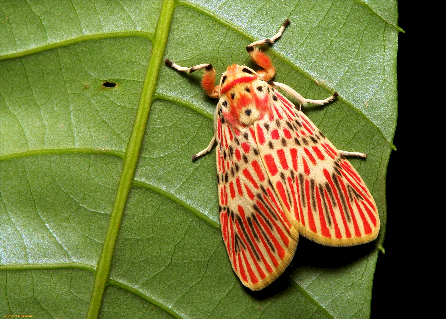 Giant Moth бабочка