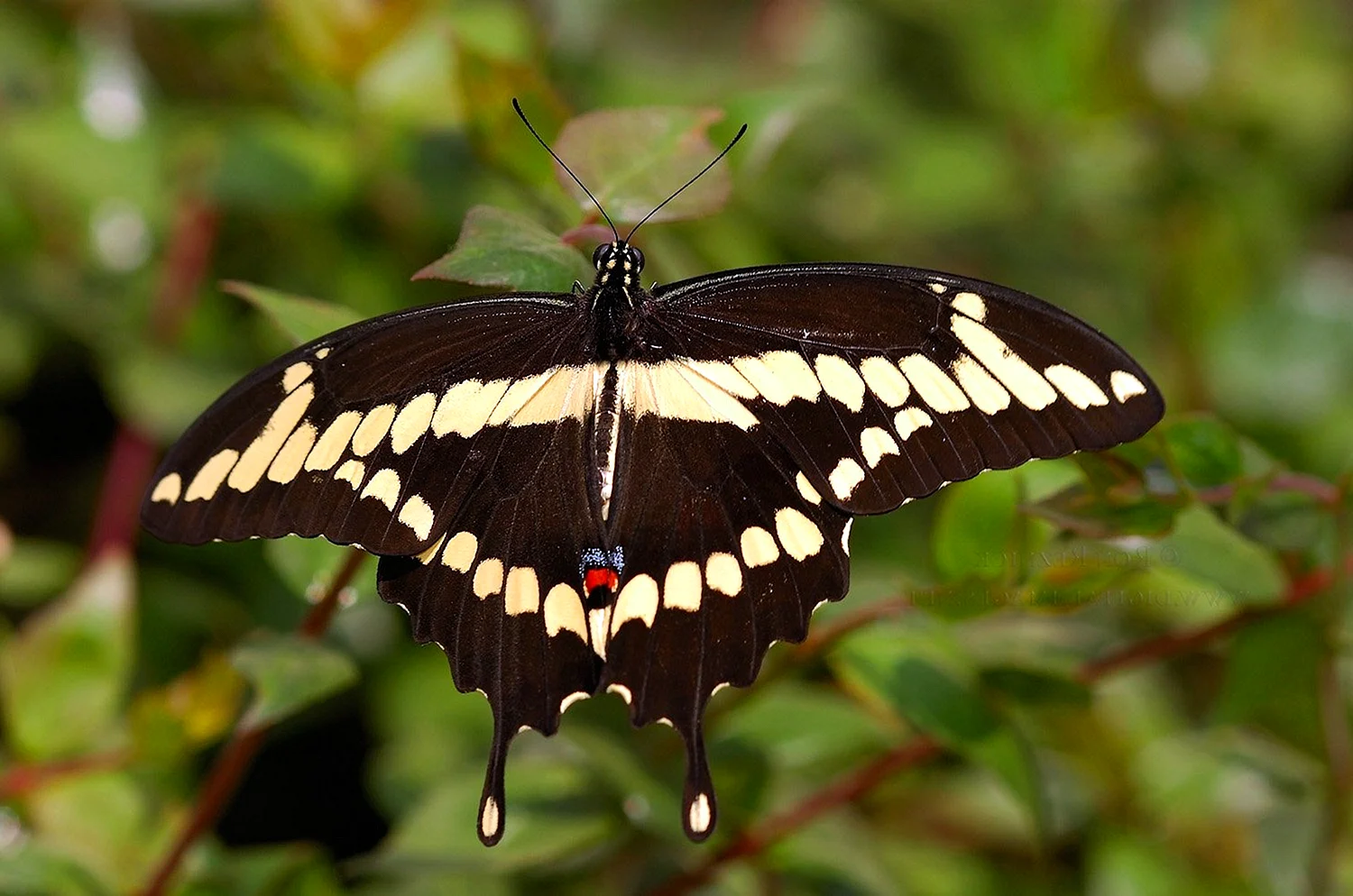 Giant Swallowtail бабочка