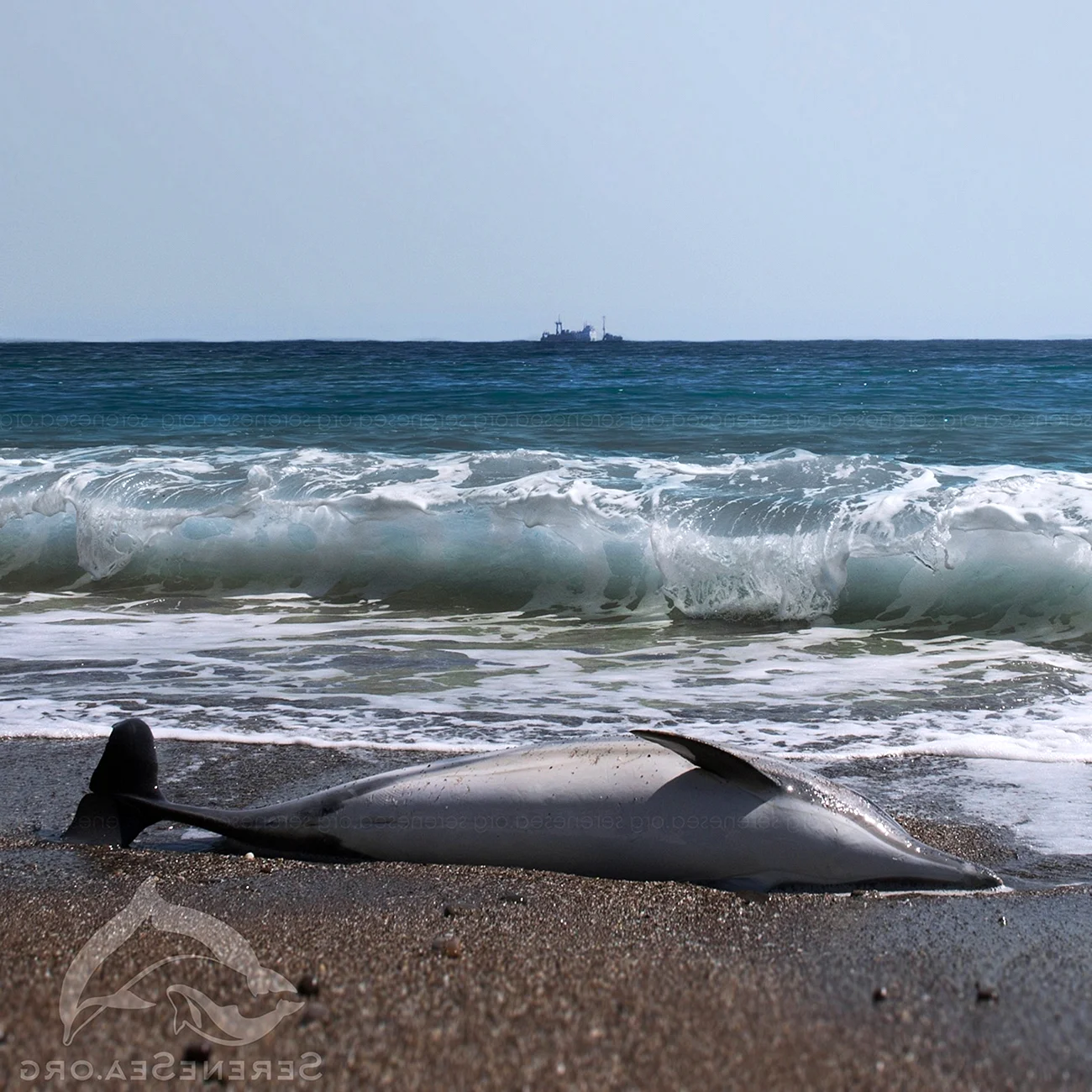 Гибель дельфинов в черном море 2020