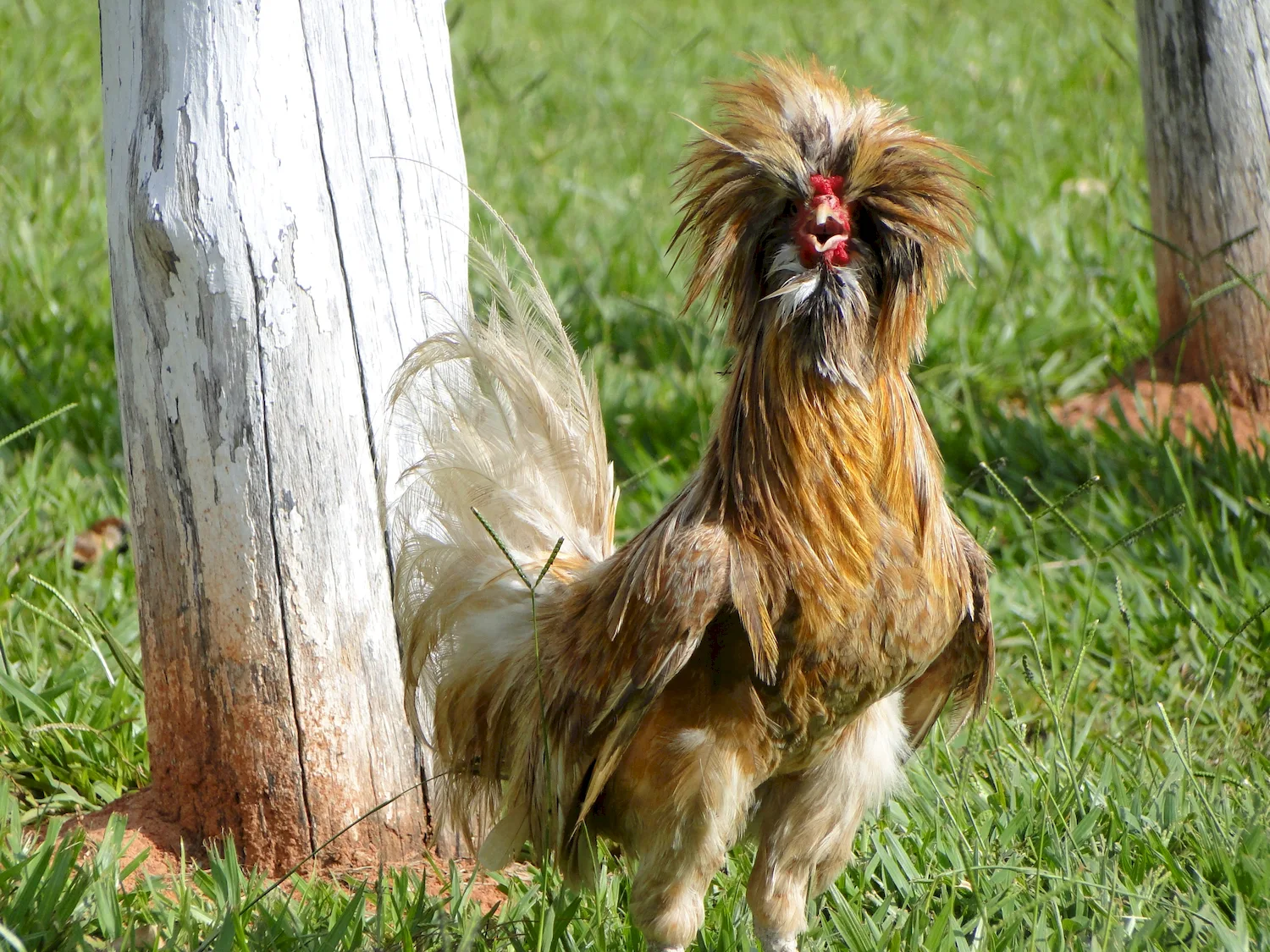 Гибискус Bantam Rooster