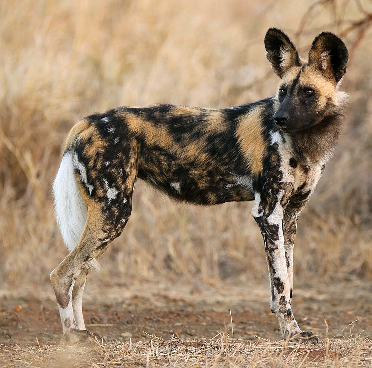 Африканская гиеновая собака саванны