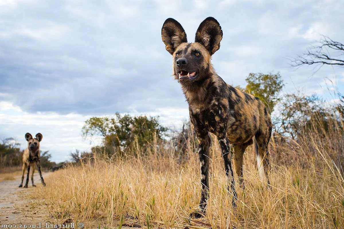 Гиеновидная собака в Танзании