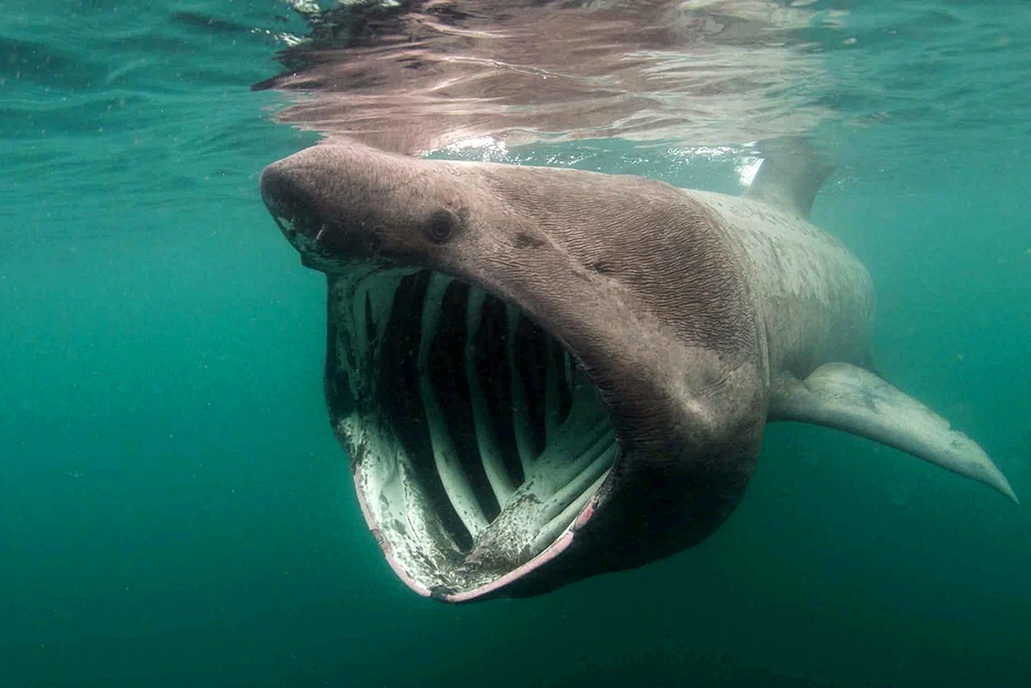 Гигантская акула (basking Shark)