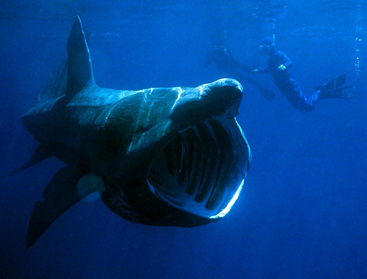 Гигантская акула Cetorhinus Maximus