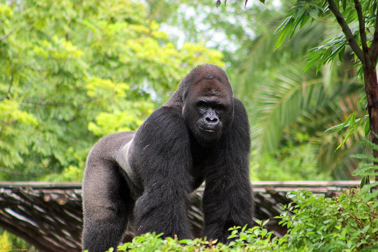 Гигантская горилла