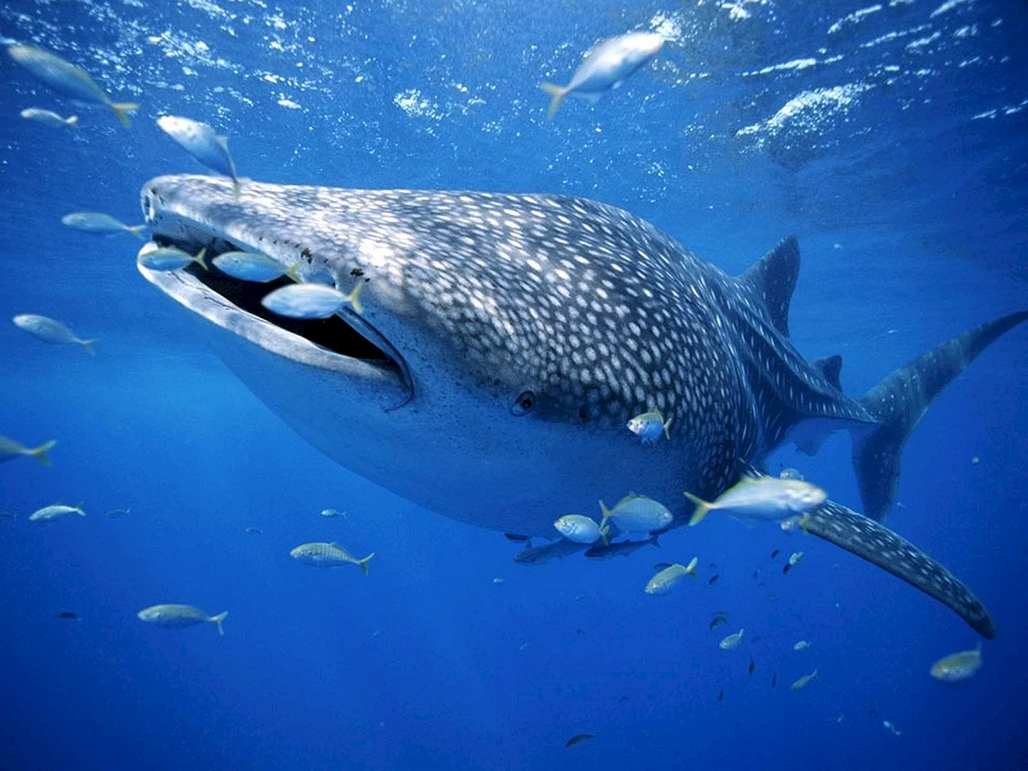 Гигантская китовая акула