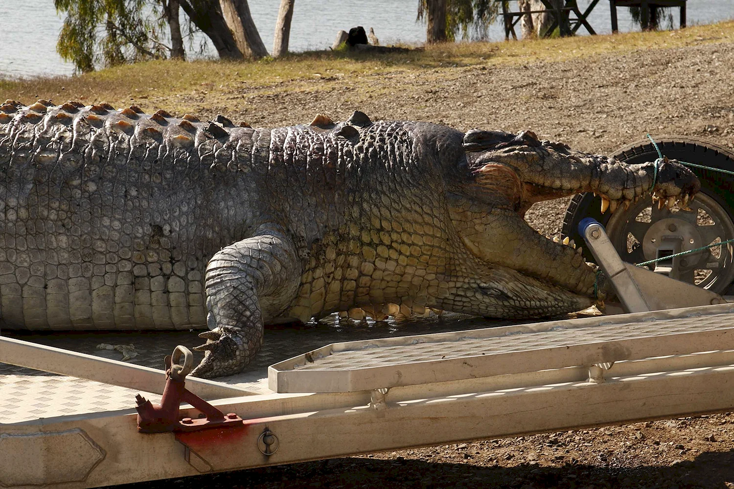 Гигантский гребнистый крокодил