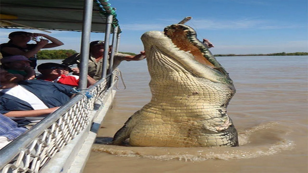 Гигантский крокодил Густав