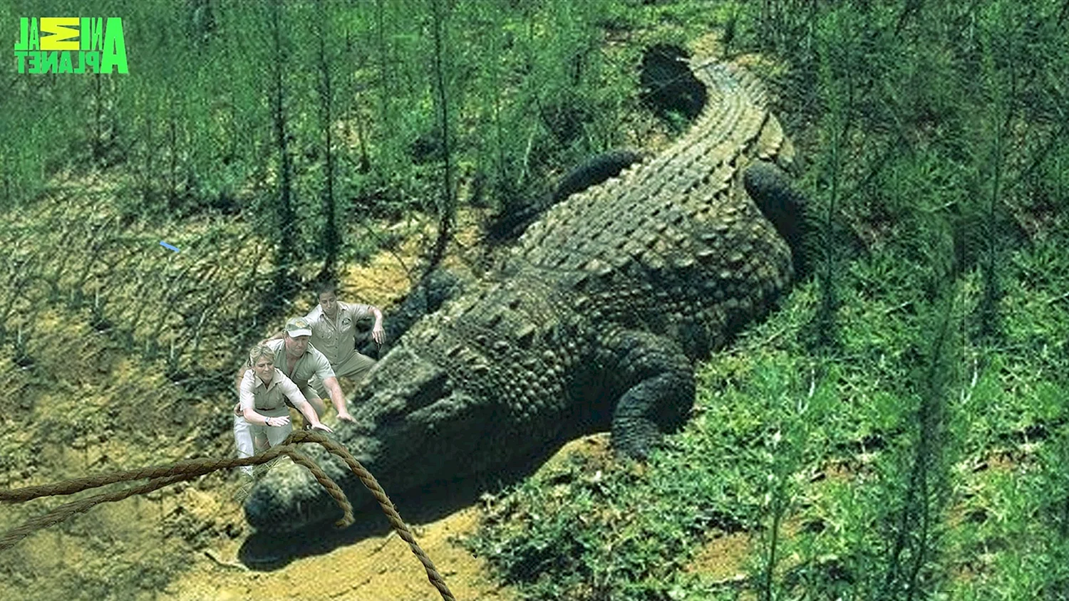 Гигантский крокодил Густав