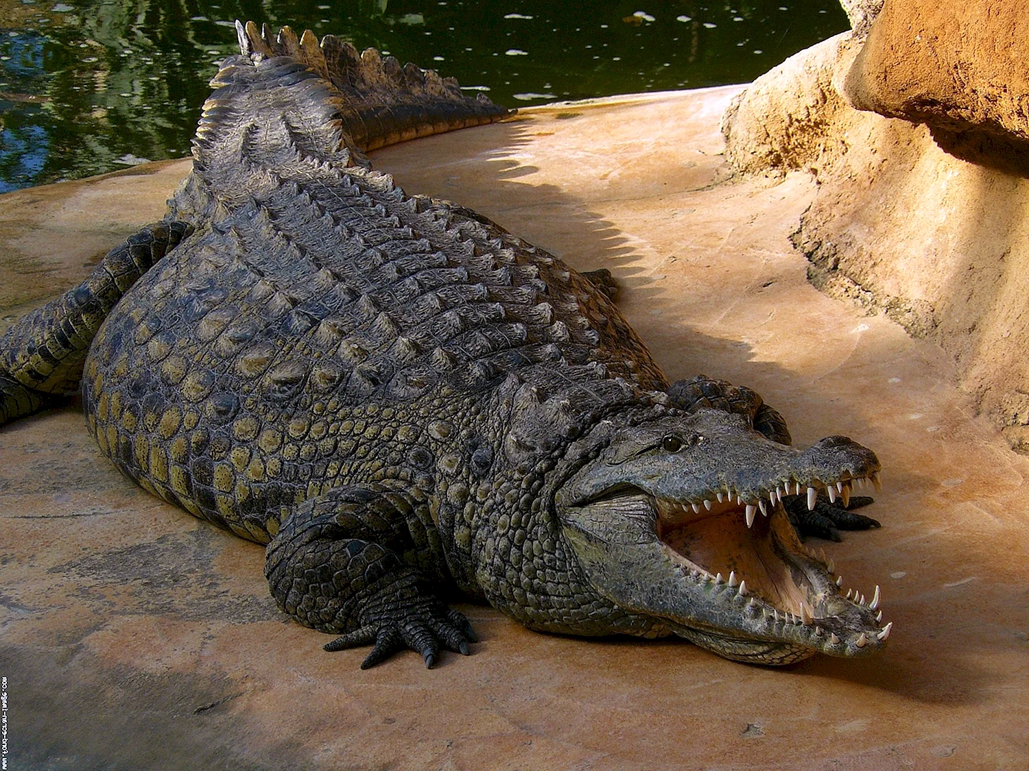 Гигантский Нильский крокодил