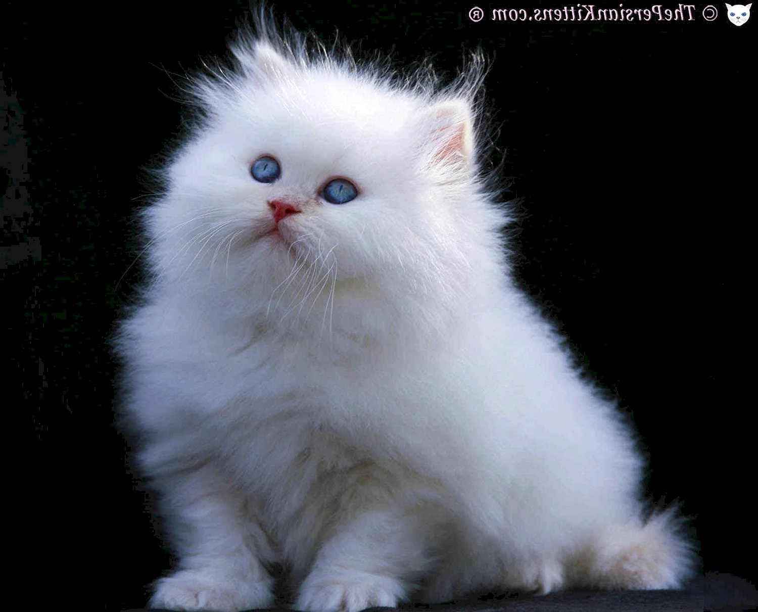 Гималайская кошка белая
