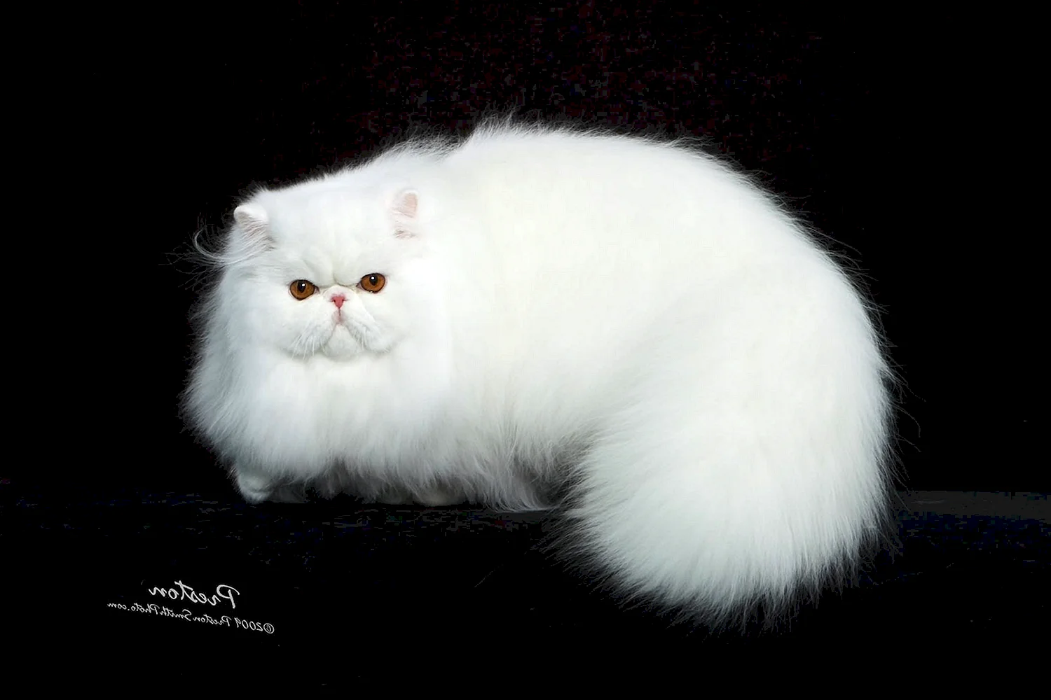 Гималайская кошка белая