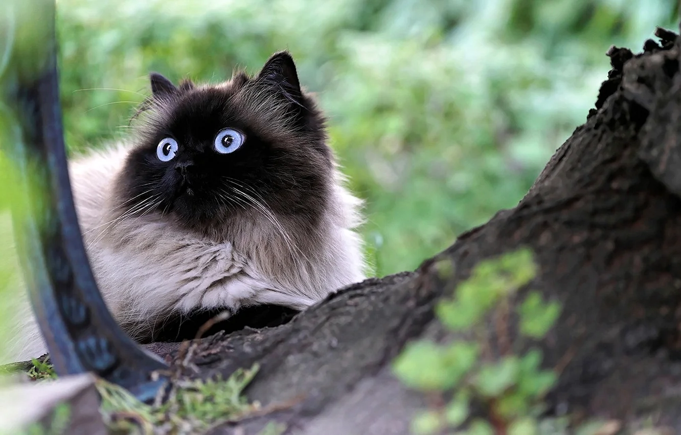 Гималайская кошка черная