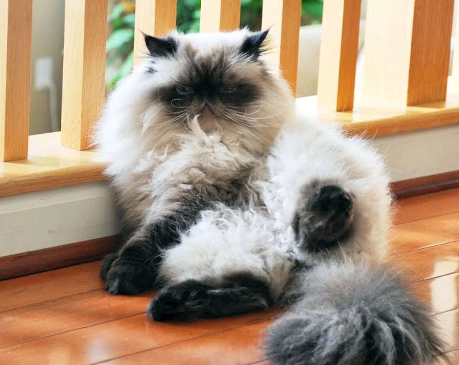 Гималайская кошка котенок
