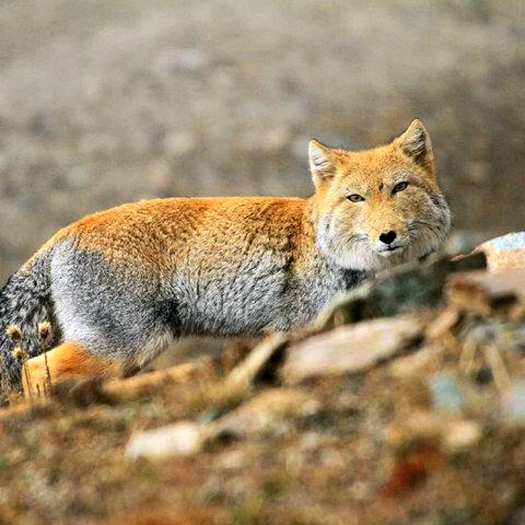 Гималайская лисица