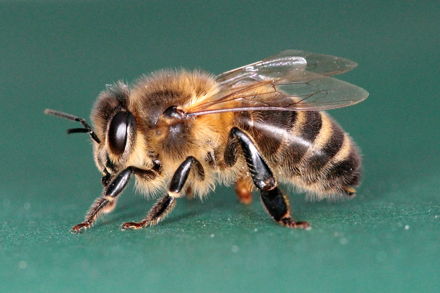 Гималайская медоносная пчела