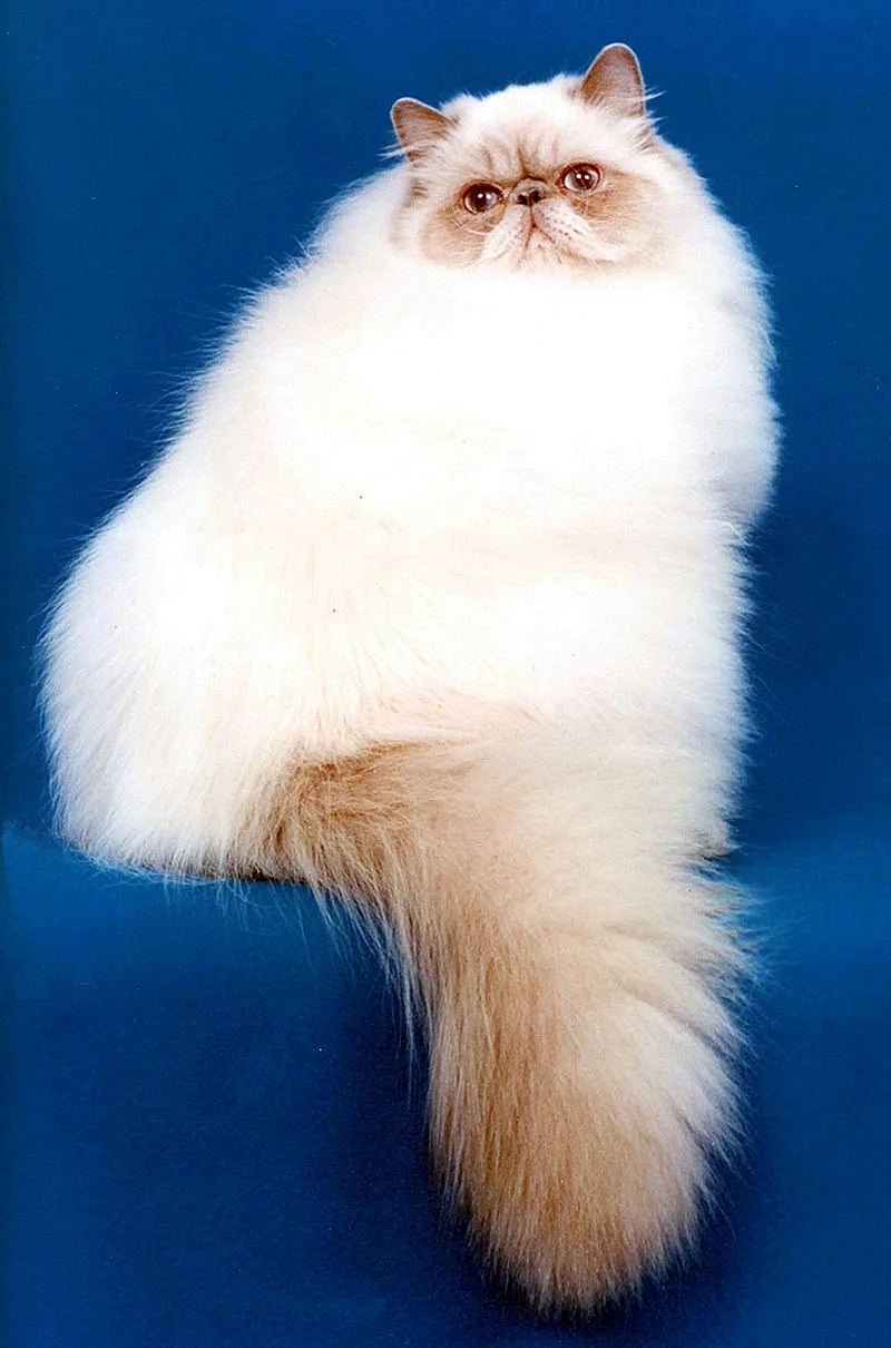 Гималайская Персидская кошка