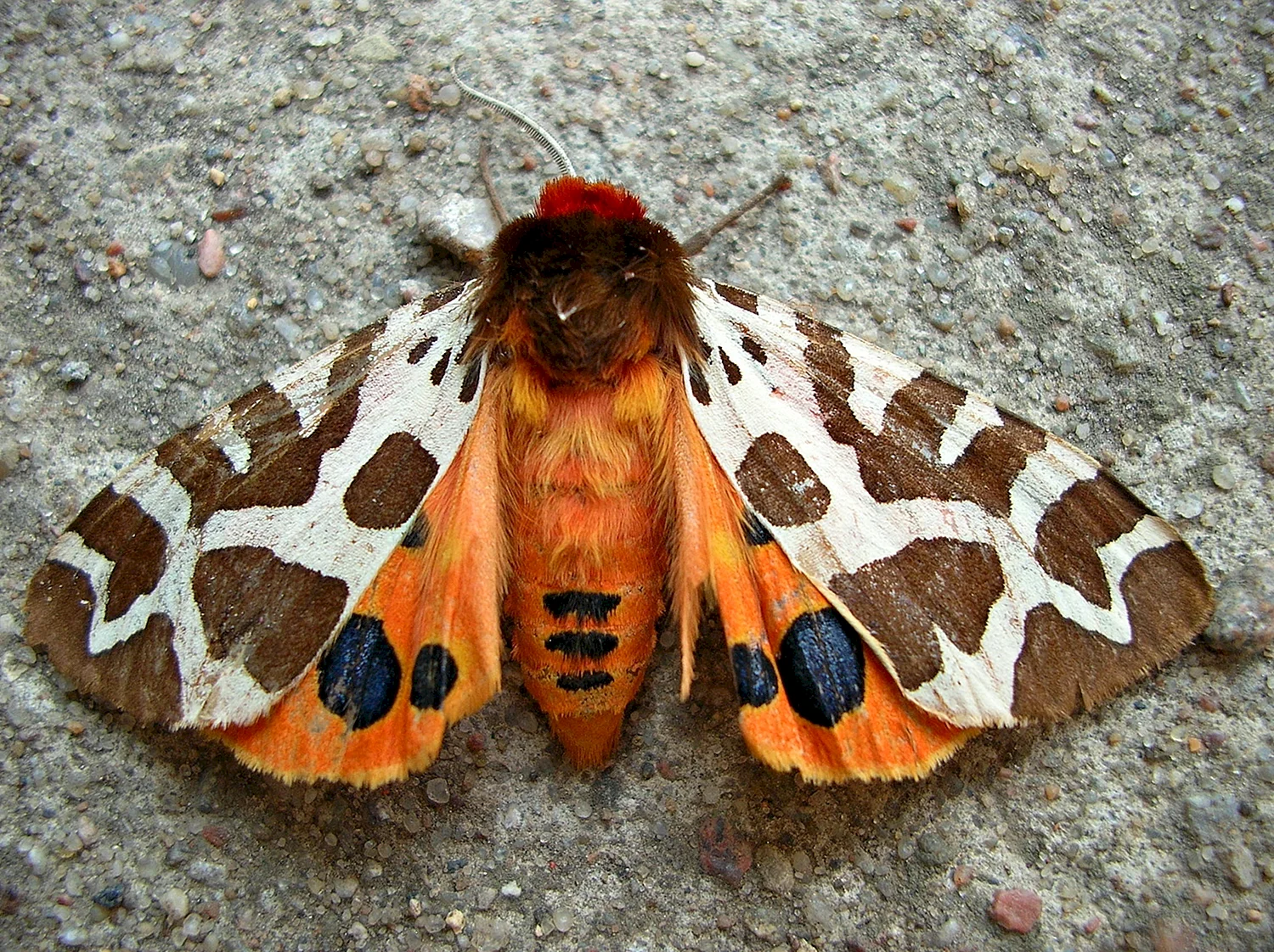 Гималайская пятнистая Королевская бабочка