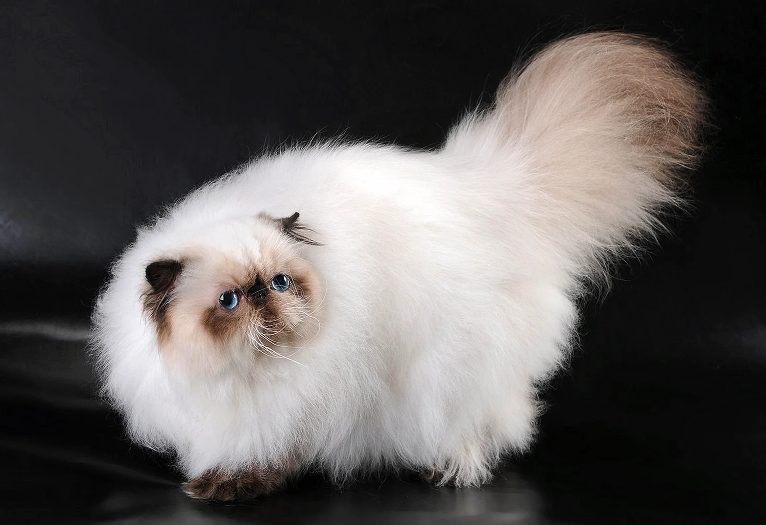 Гималайская порода котов Джуно