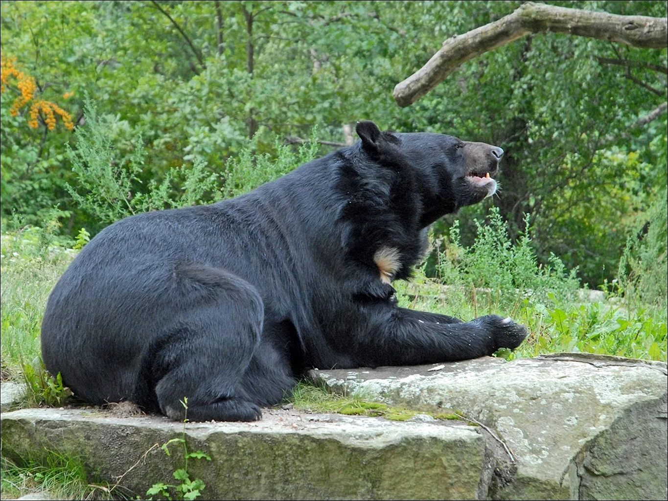 Гималайский белогрудый медведь