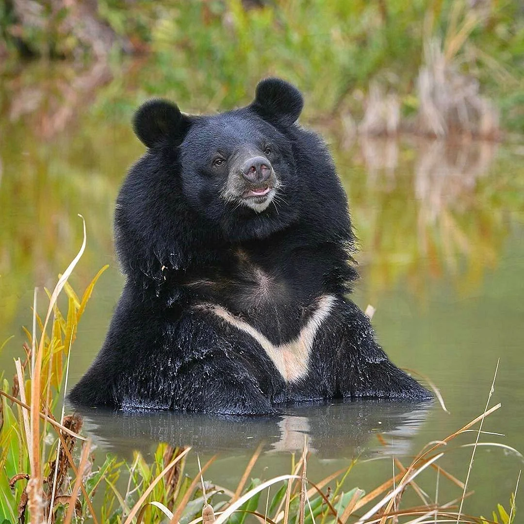 Гималайский белогрудый медведь