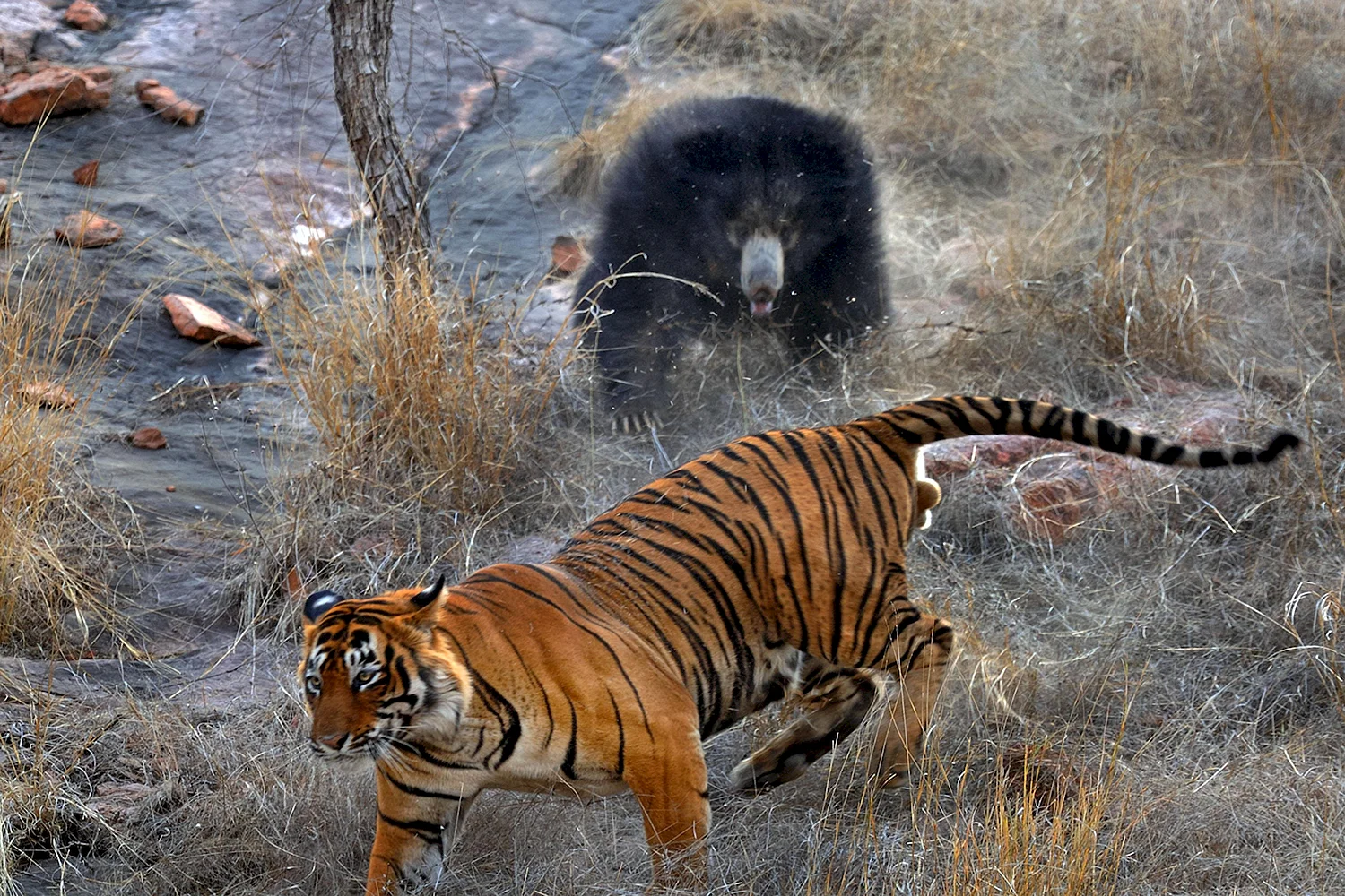 Гималайский медведь против тигра