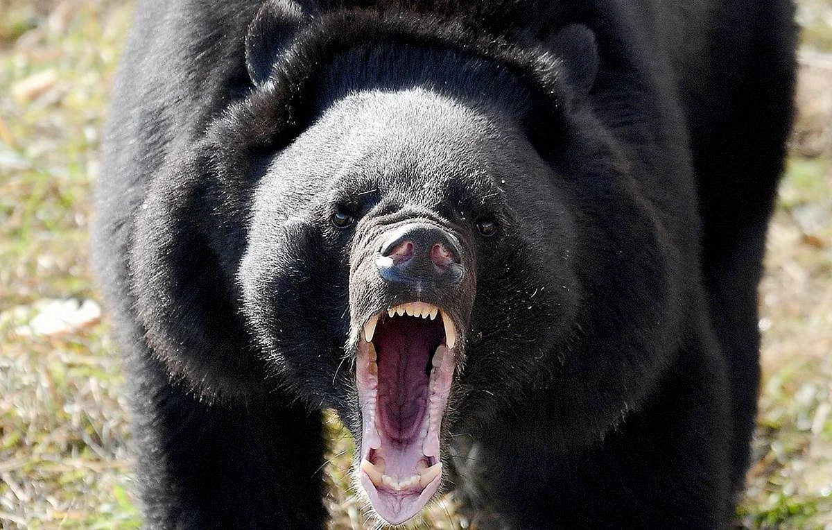 Гималайский медведь злой