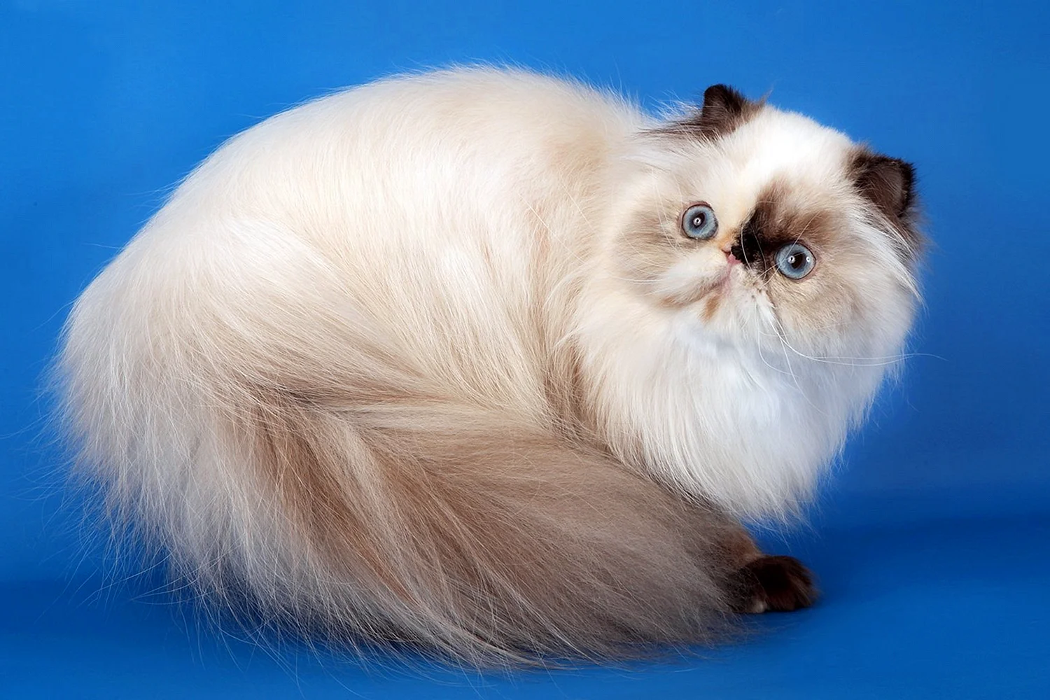 Гималайский персидский кот