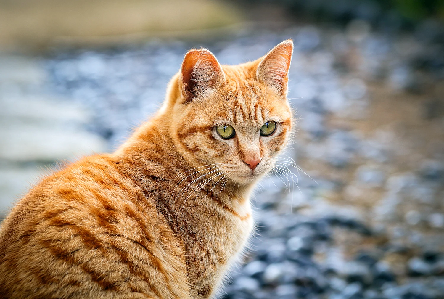 Ginger tabby Cat