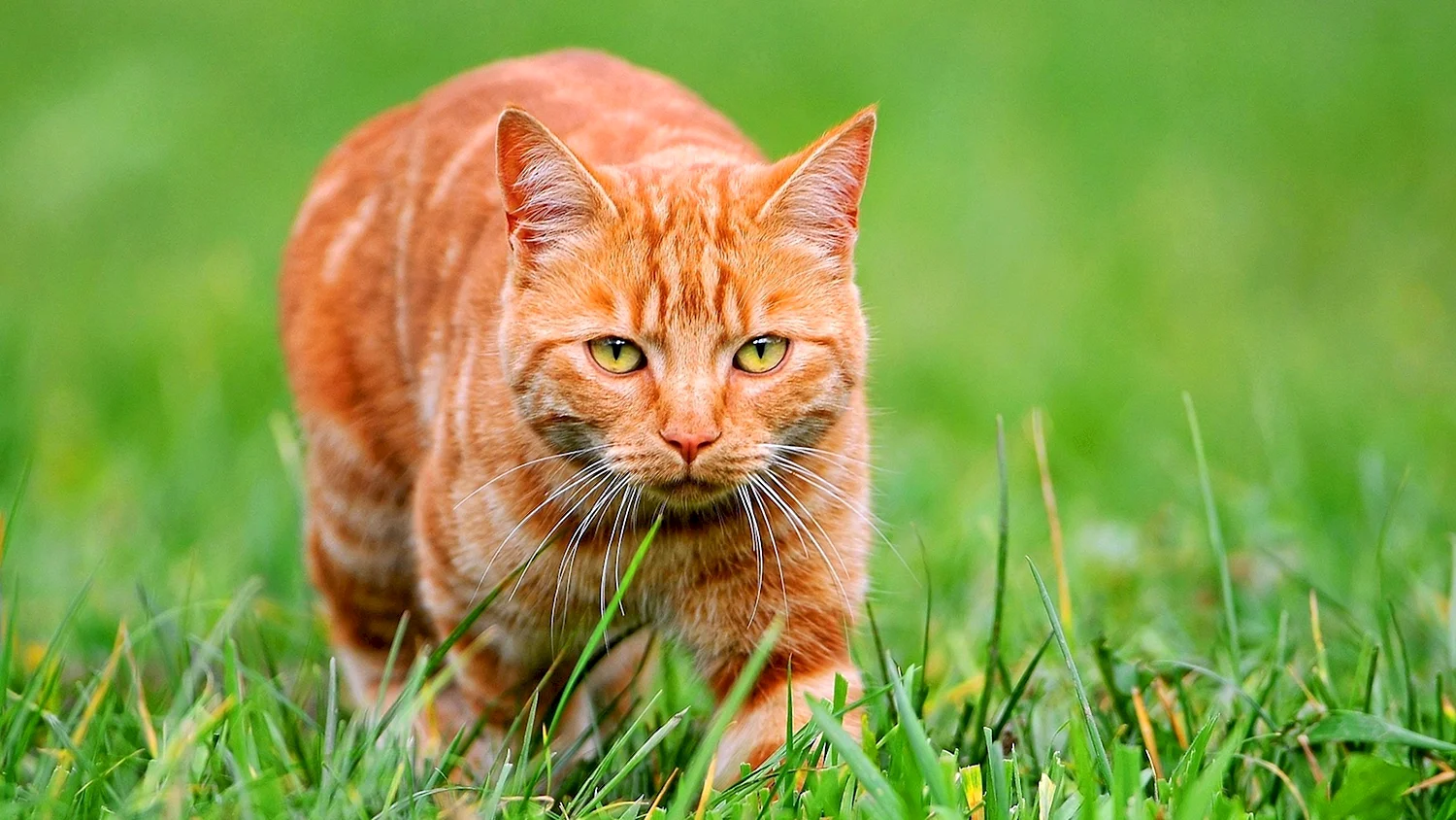 Ginger tabby Cat