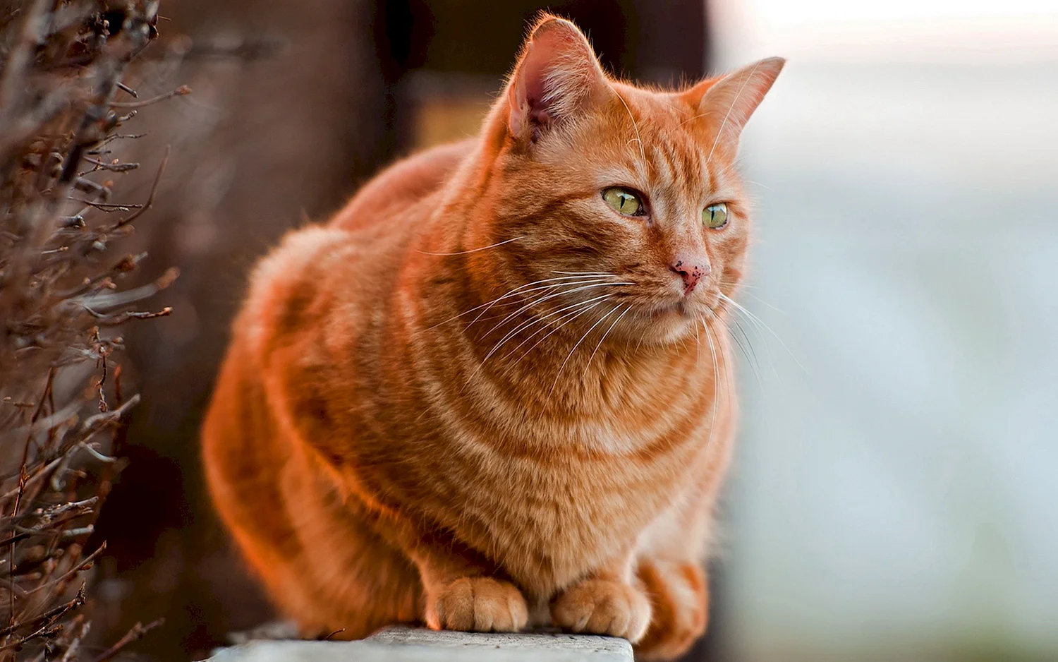 Ginger tabby Cat порода