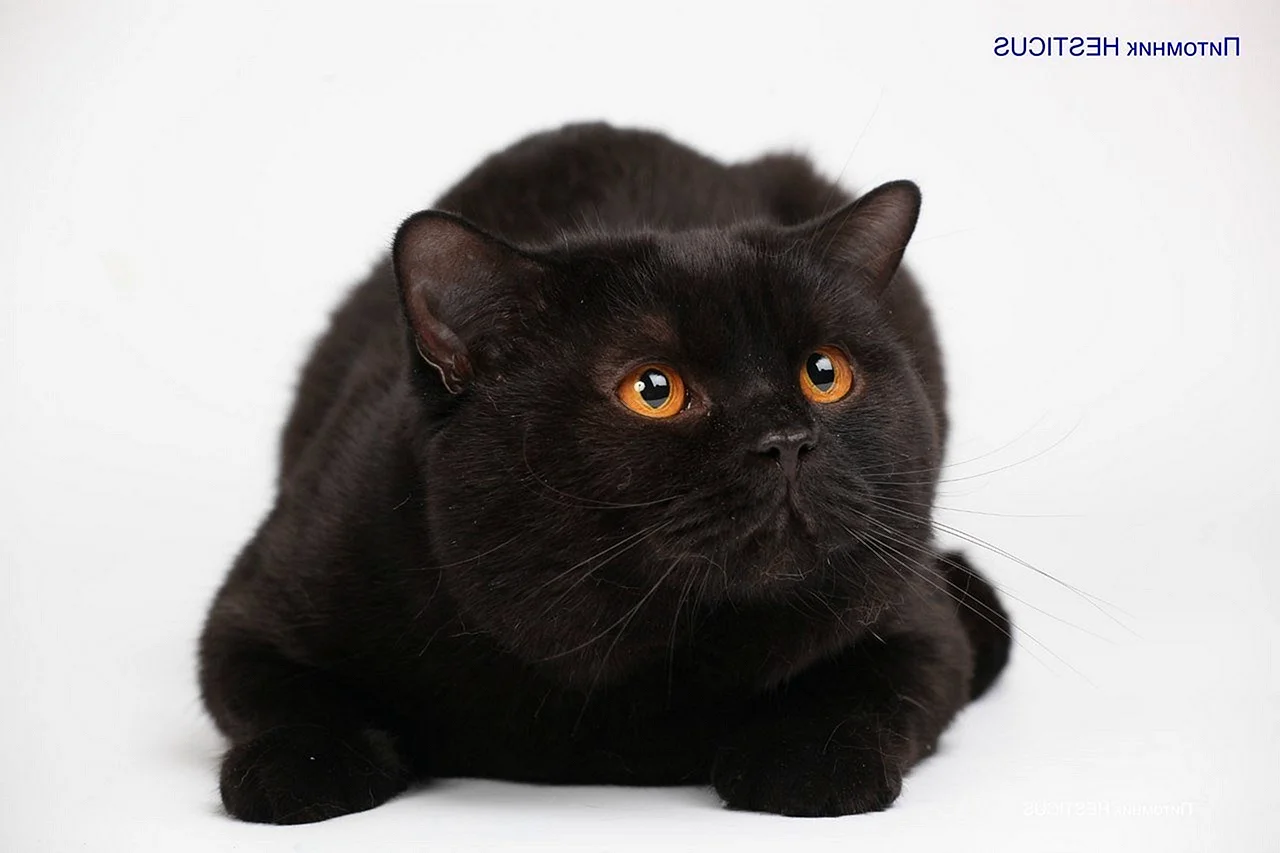 Гладкошерстный британец кот черный
