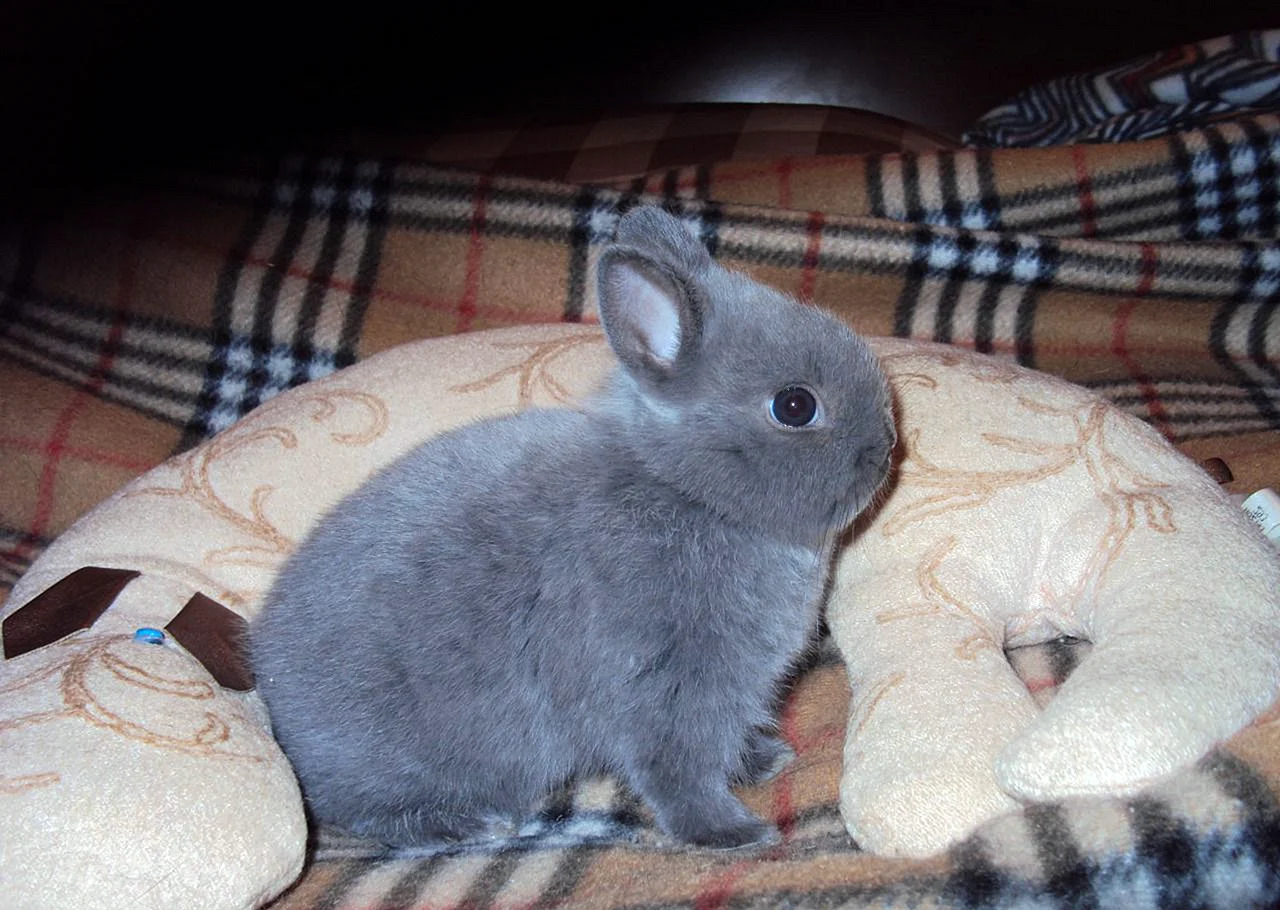 Гладкошерстный карликовый кролик