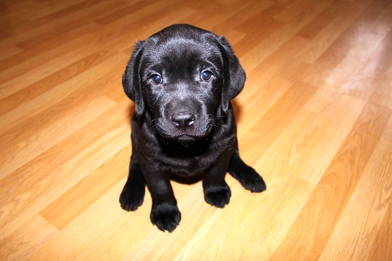 Гладкошерстный лабрадор черный щенок