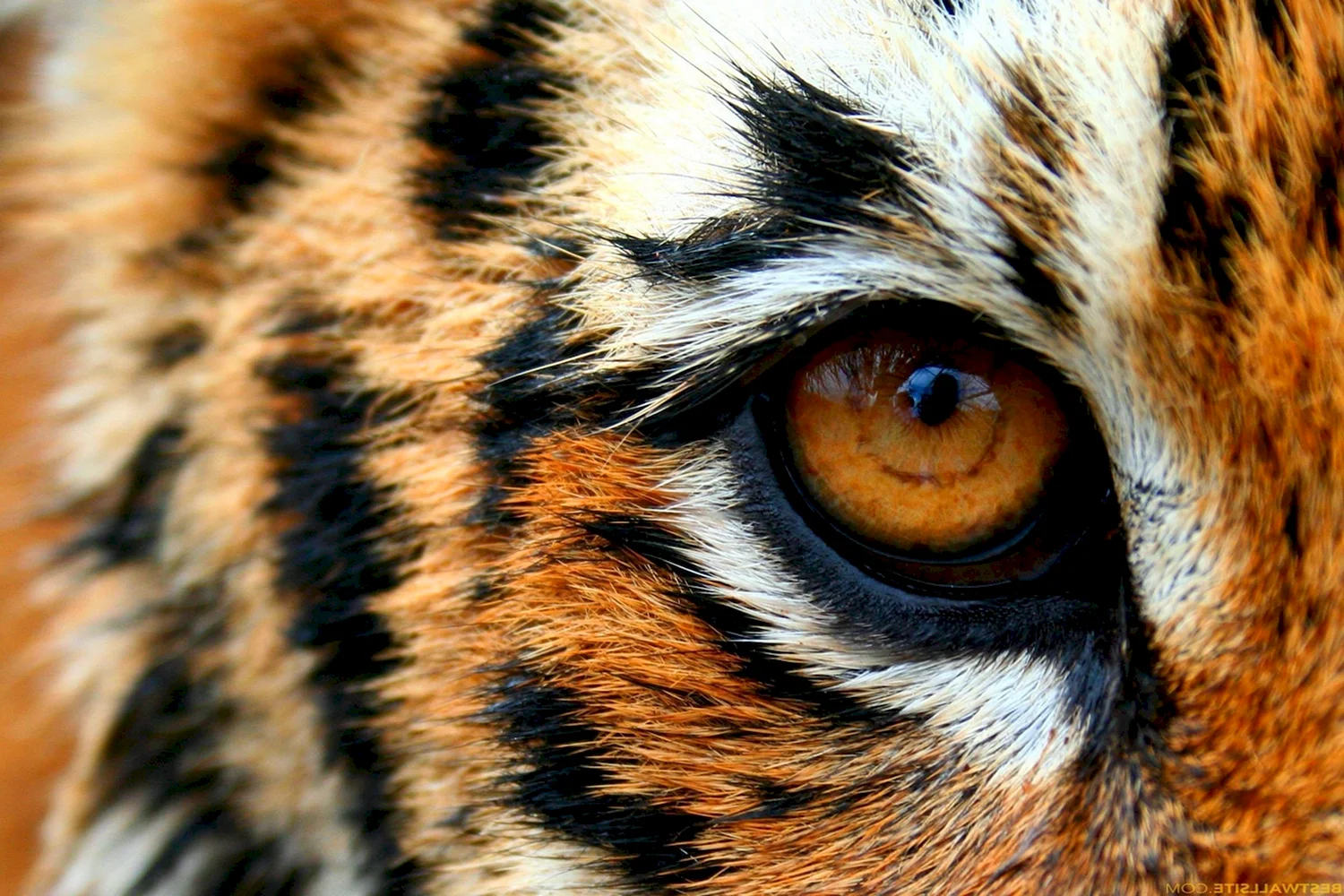 Глаз тигра