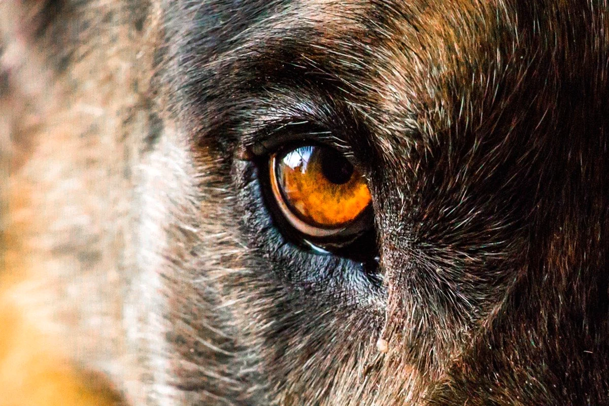 Глаз зверя