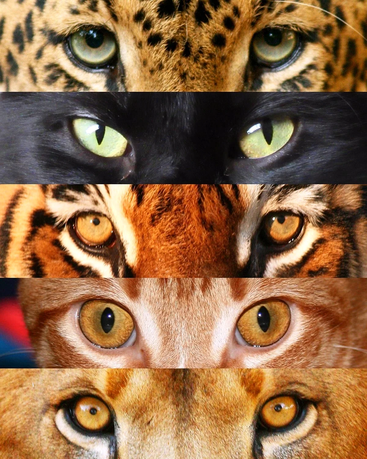 Глаза диких животных