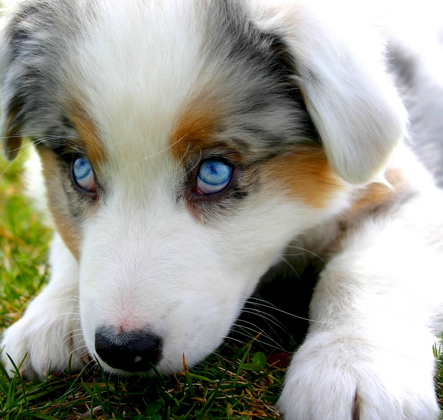 Глаза голубой собаки