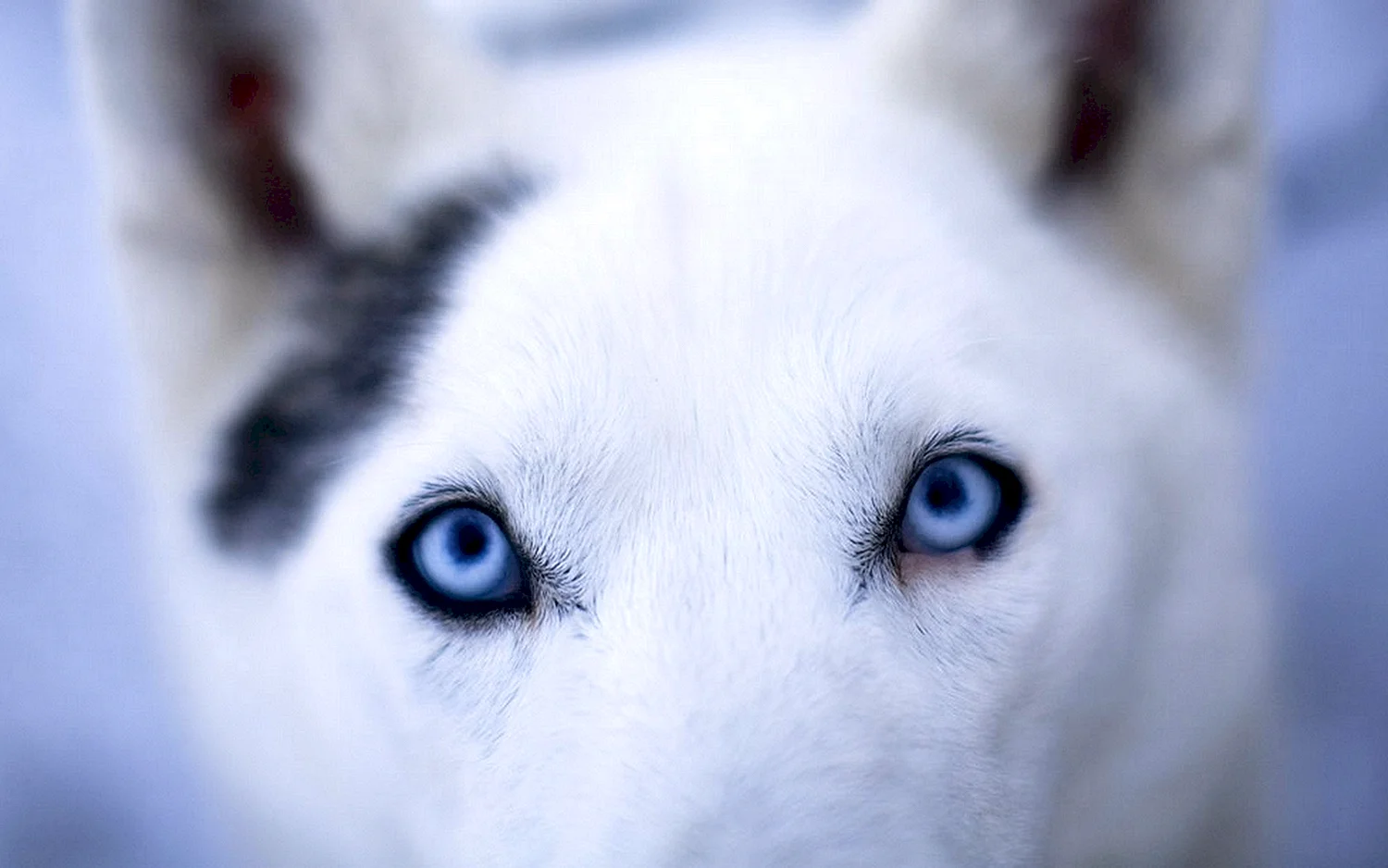 Глаза голубой собаки